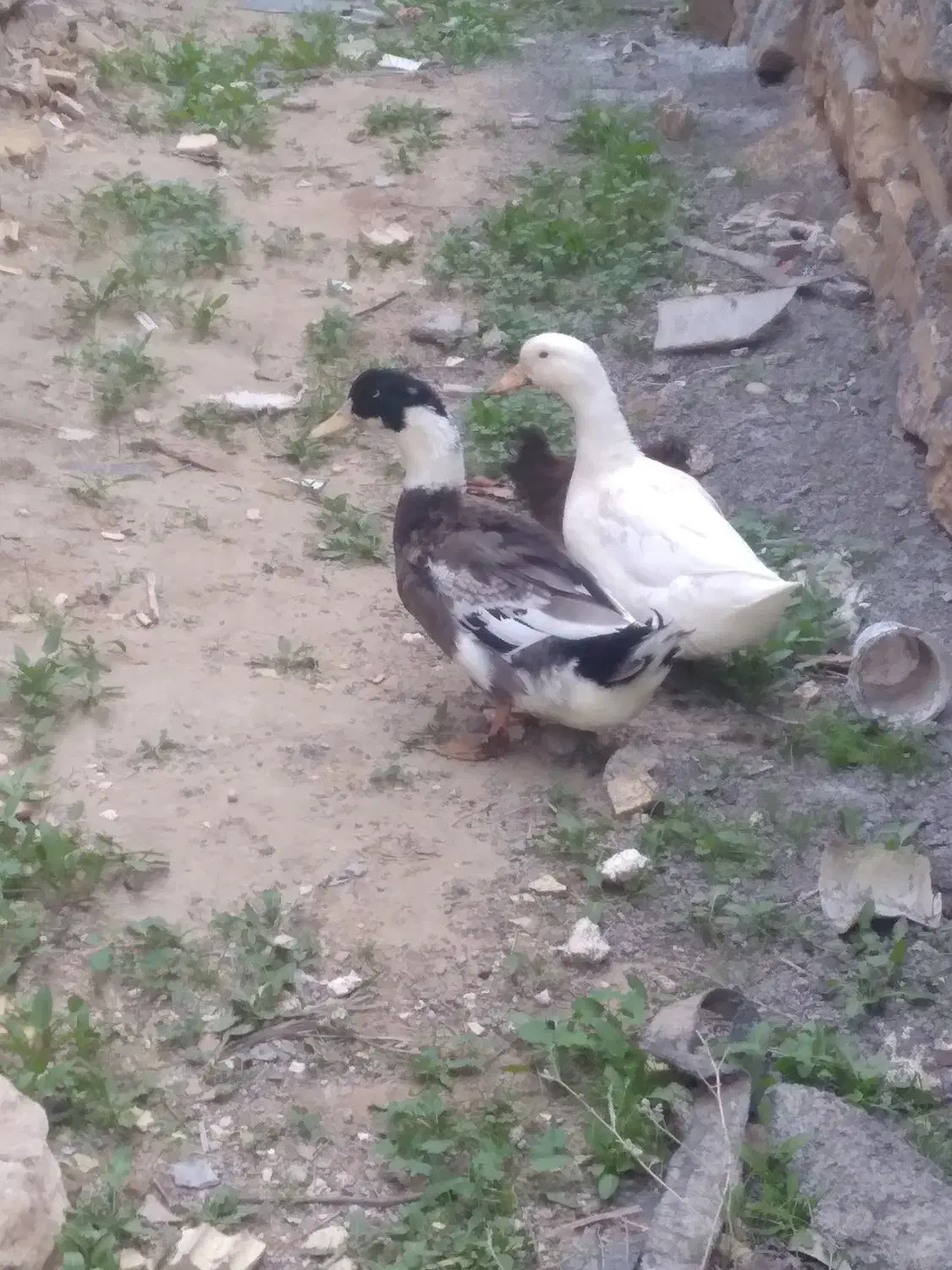 اردک|حیوانات مزرعه|امیدیه, |دیوار