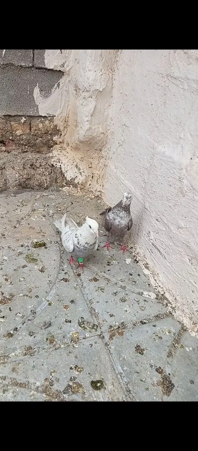 کبوتر|پرنده|فسا, |دیوار