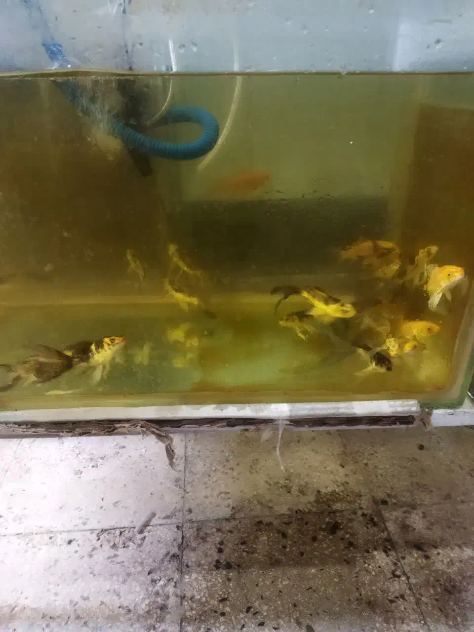 ماهی کوی|ماهی|قم, علی آباد|دیوار