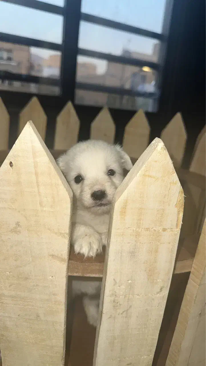 سگ پامر اشپیتز|سگ|تهران, هوانیروز|دیوار