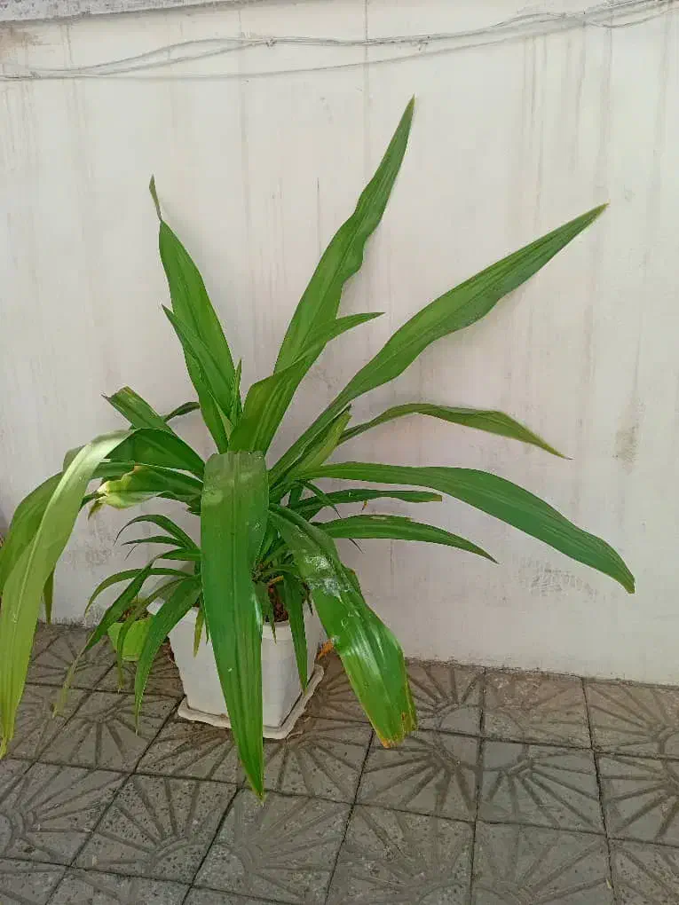 گل یو کا ازنوع سنبل ابی زینتی|گل و گیاه طبیعی|دورود, |دیوار