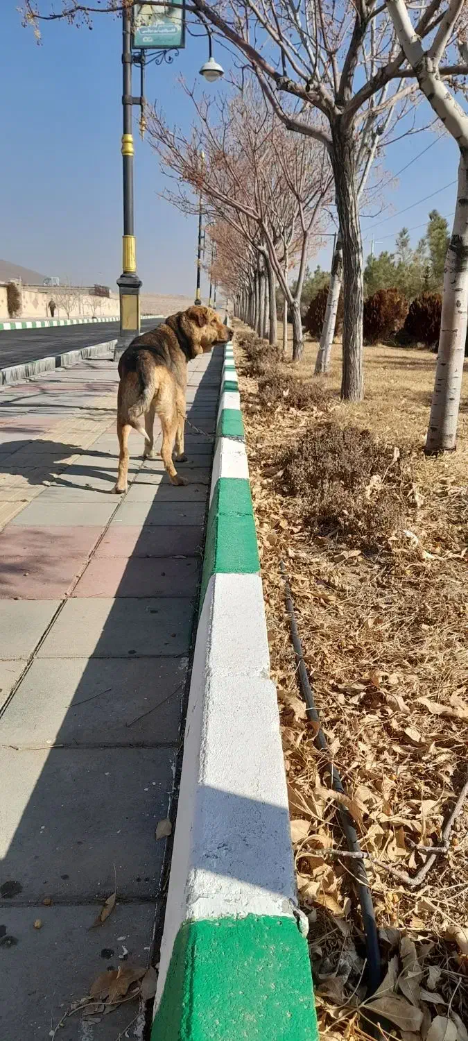 سگ گمشده|حیوانات|اراک, |دیوار