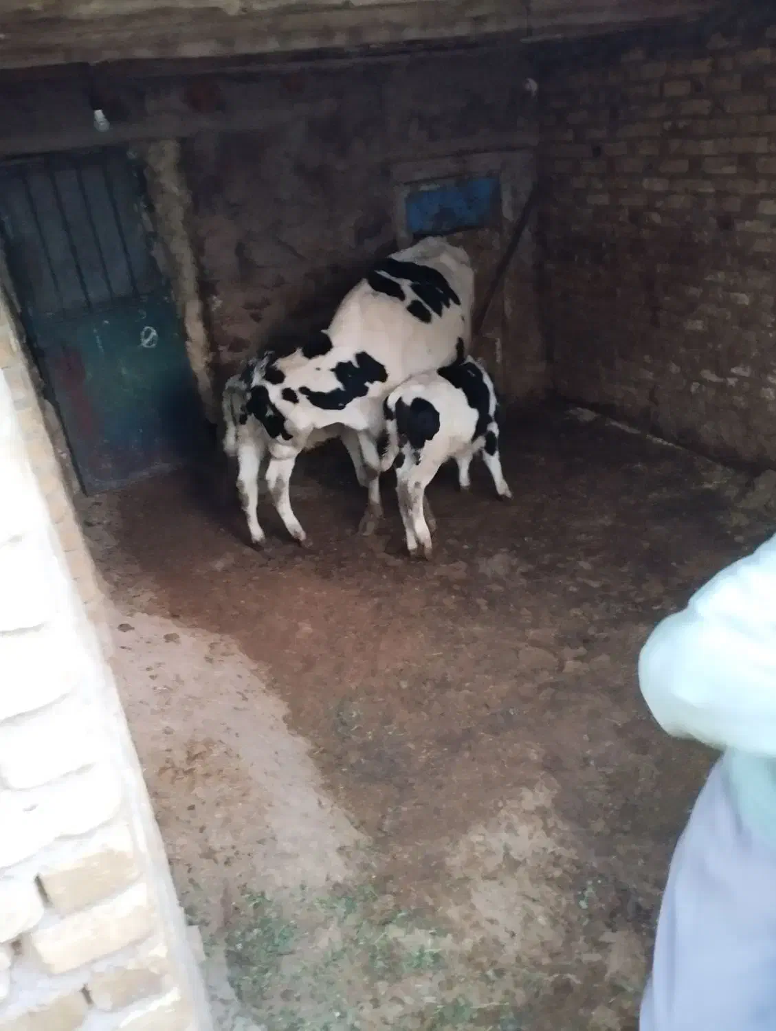 گاو|حیوانات مزرعه|خرمدشت, |دیوار