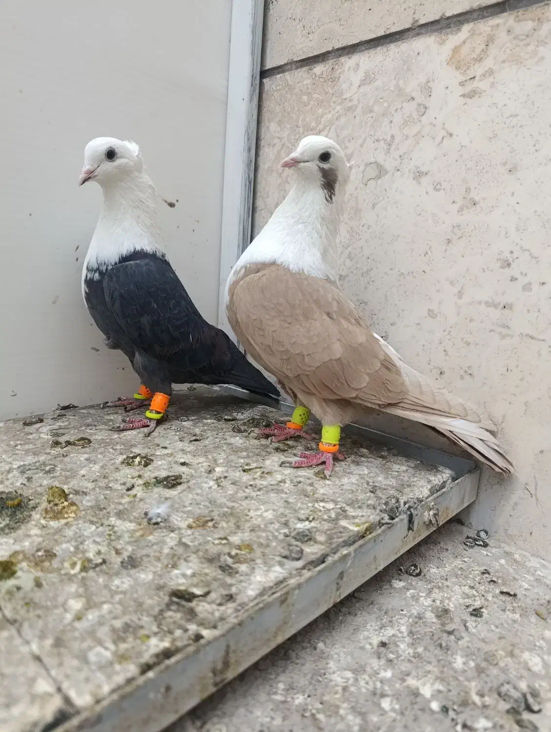 نروماده کلاغ هفت رنگ کاکلی|پرنده|تربتحیدریه, مظفریه|دیوار