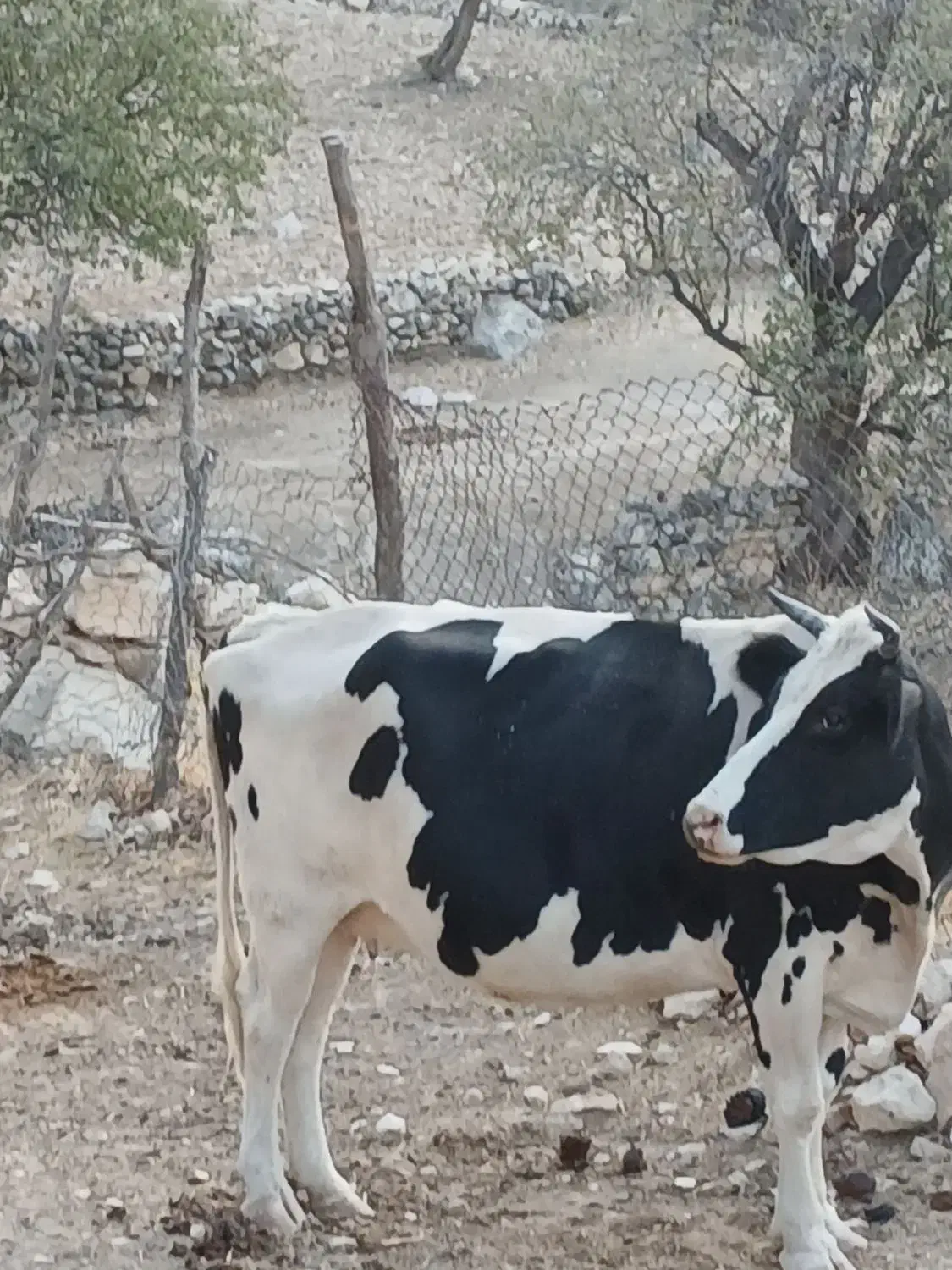 فروش گاو اصیل واروم وشیرده ابستن|حیوانات مزرعه|دهدشت, |دیوار