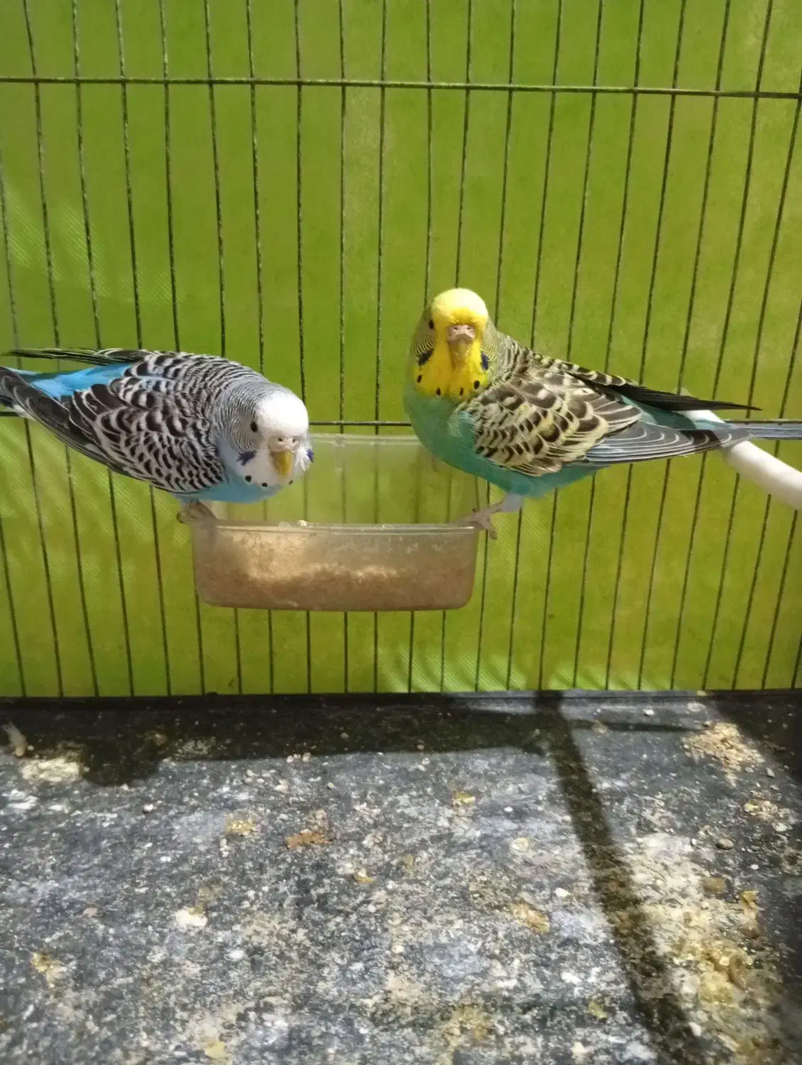 مرغ عشق ماده|پرنده|مشهد, نیزه|دیوار