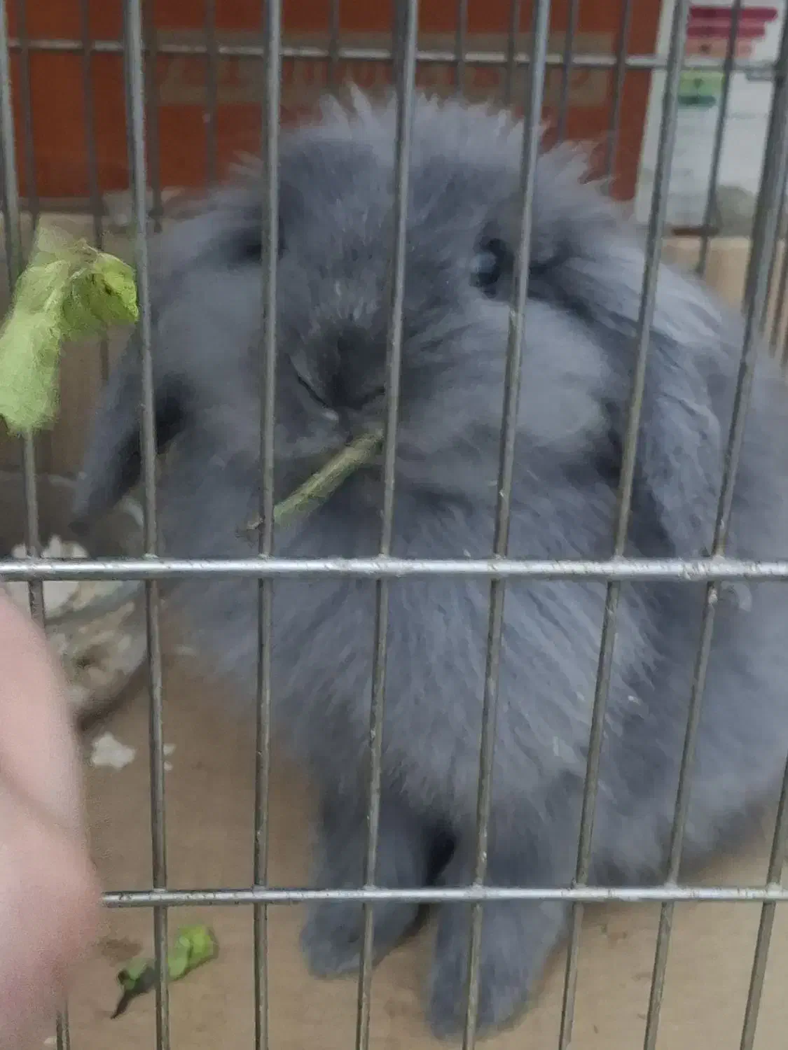 بامزی خرگوش بازیگوش|موش و خرگوش|قدس, شهرقدس|دیوار