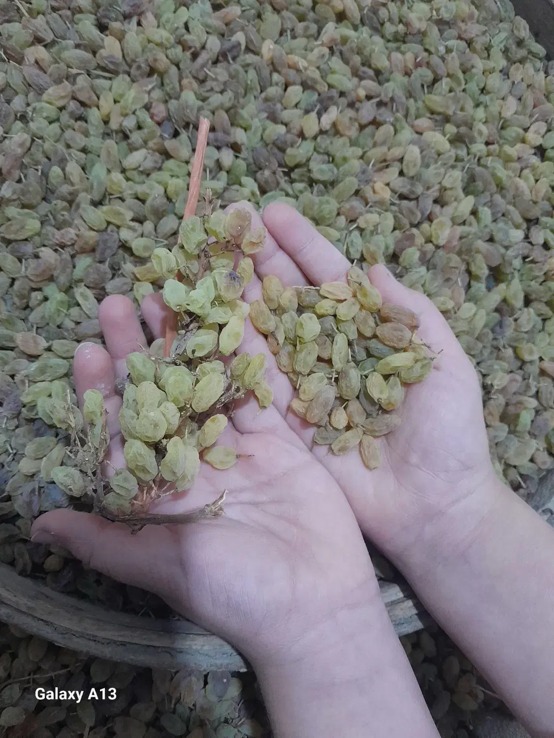 انگور سایه خشک کشمشی درشت درجه یک ارگانیک|خوردنی و آشامیدنی|ملایر, |دیوار