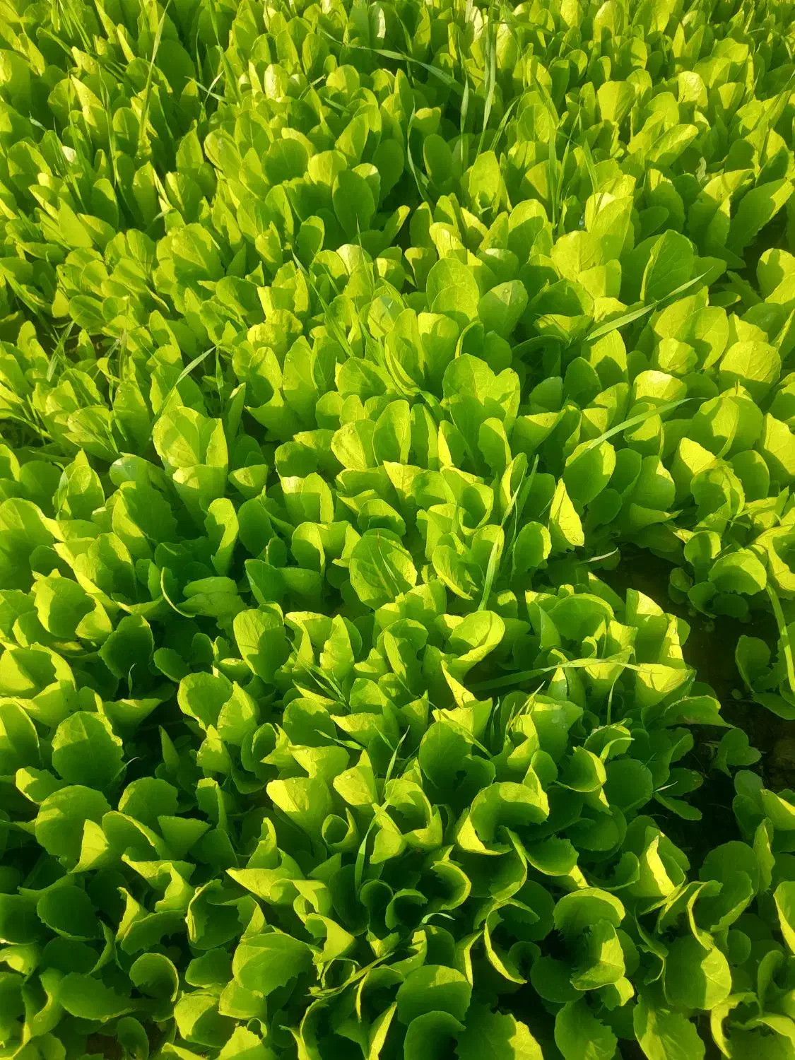 نهال کاهو روغنی|خوردنی و آشامیدنی|خان ببین, |دیوار