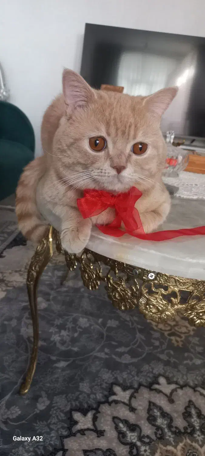 حبه قند برتیش ها|گربه|ورامین, شهرک مدرس|دیوار