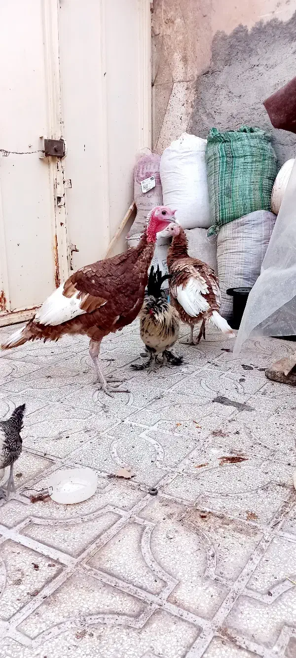 بقلمون بوربون بقلمون مرغ وخروس آمری کایی|حیوانات مزرعه|تربتحیدریه, بهشت عسکری|دیوار