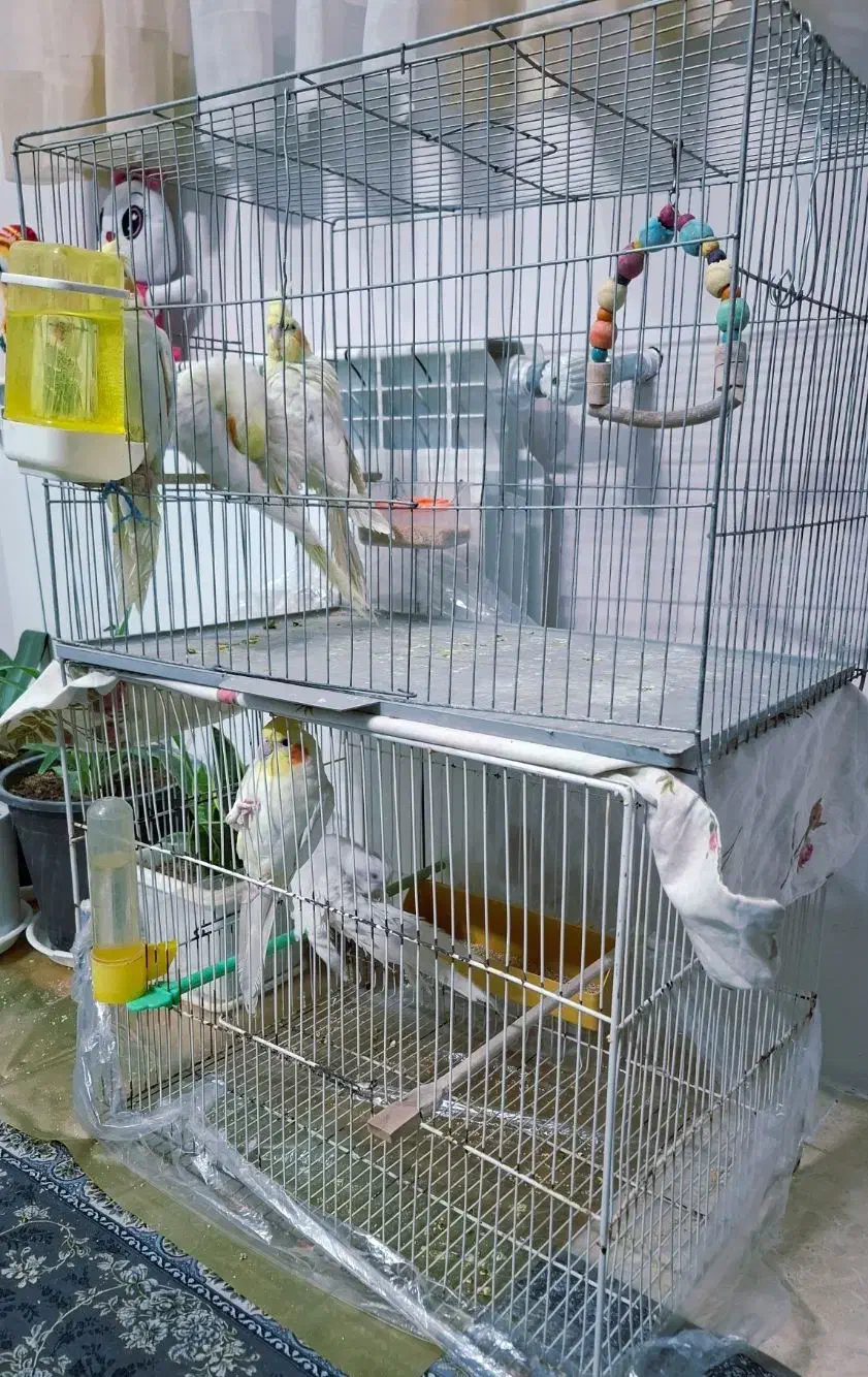 عروس هلندی|پرنده|سبزوار, گلشن|دیوار