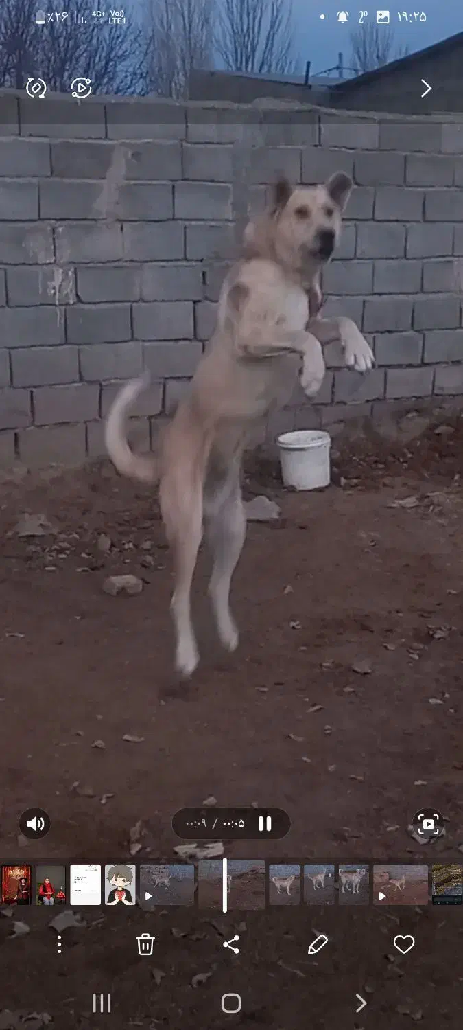 سگ عراقی.۲ ساله|سگ|رزن, |دیوار