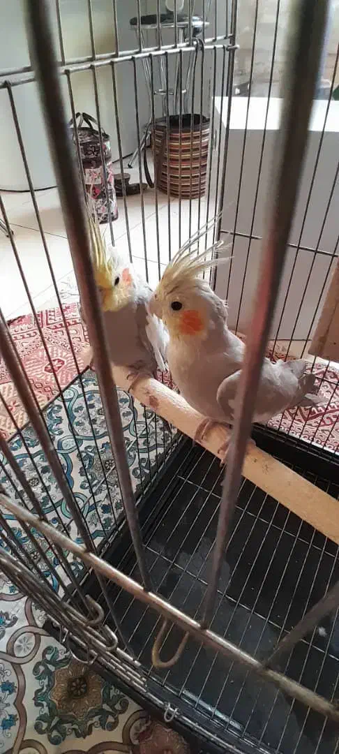 جفت عروس هلندی|پرنده|برخوار, |دیوار