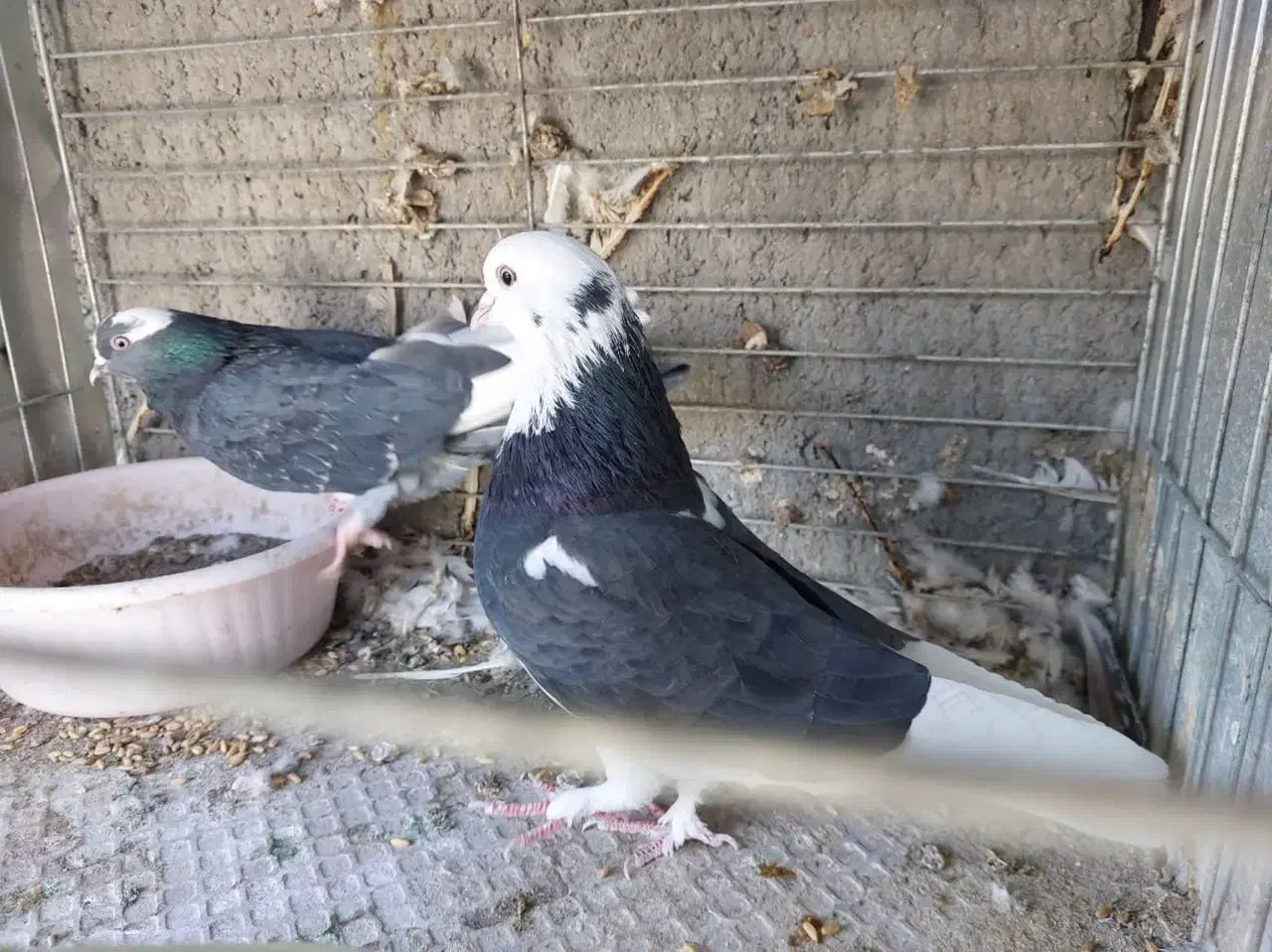 کفتر مایه  خال قدیم  گنجه بر|پرنده|تهران, تهرانپارس شرقی|دیوار