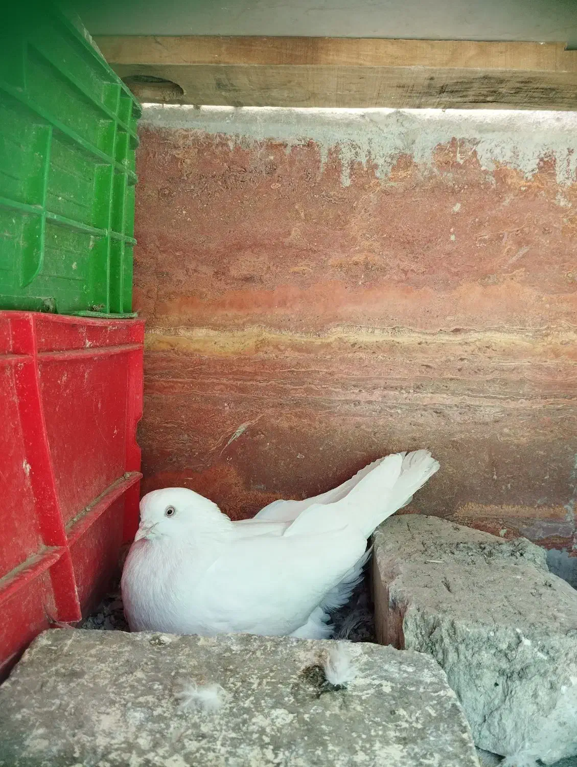 کبوتر تهرانی نر گمشده در فارسان|حیوانات|فارسان, |دیوار