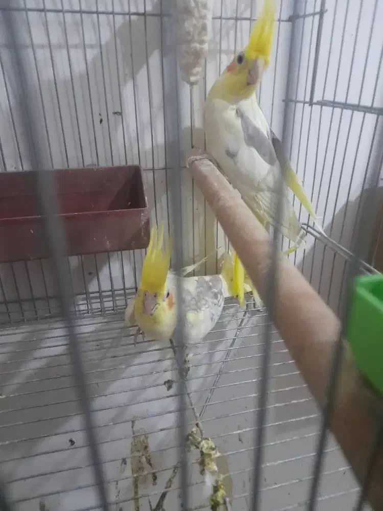 جفت عروس هلندی دوکت با ۳تا جوجه|پرنده|کارون, |دیوار