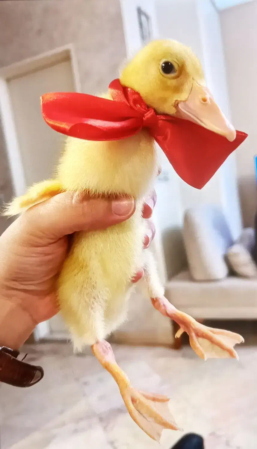 اردک|حیوانات مزرعه|اراک, |دیوار