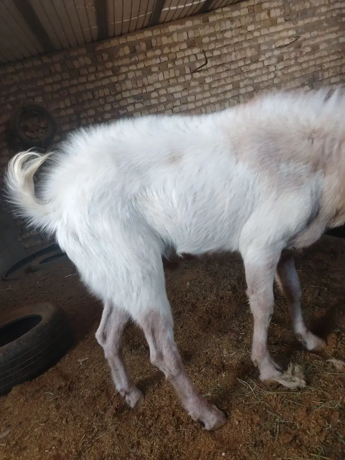 بزغاله پاکستانی نر وبره غندوزی قوچی|حیوانات مزرعه|قائن, |دیوار