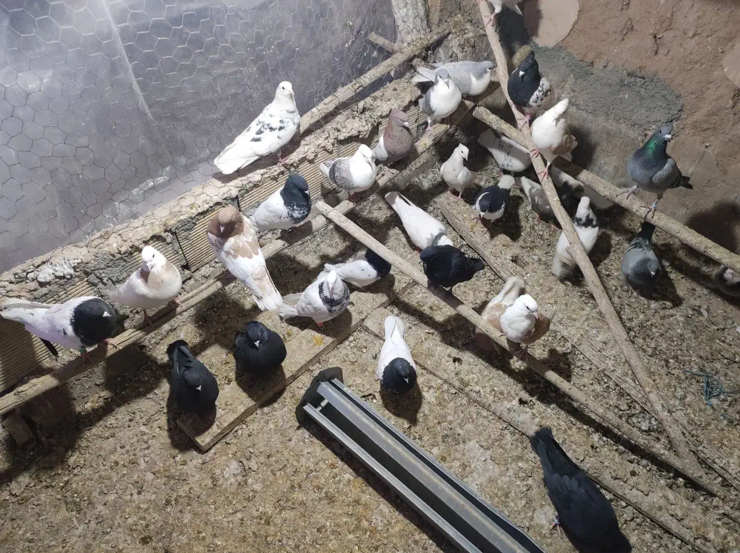 رنگی|پرنده|مبارکه, |دیوار