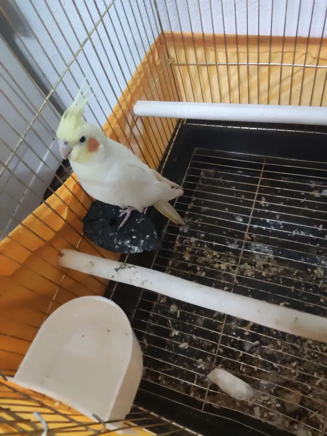 عروس هلندی|پرنده|رباط‌کریم, وهن آباد|دیوار