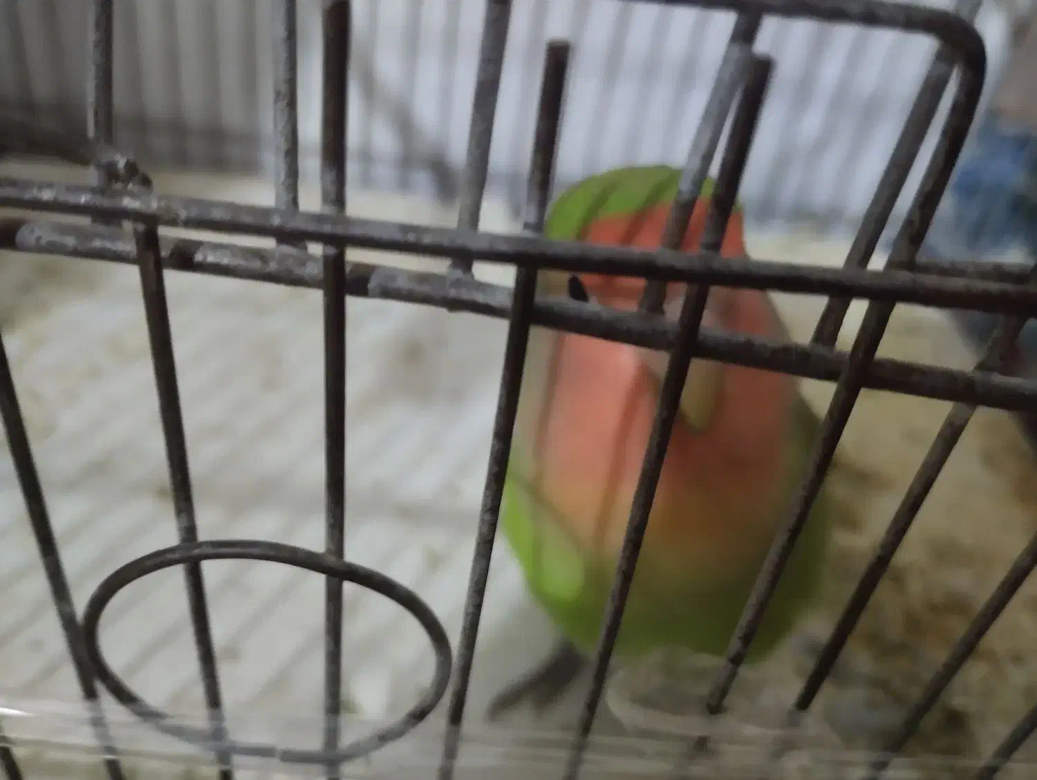 طوطی|پرنده|شیروان (خراسان), |دیوار