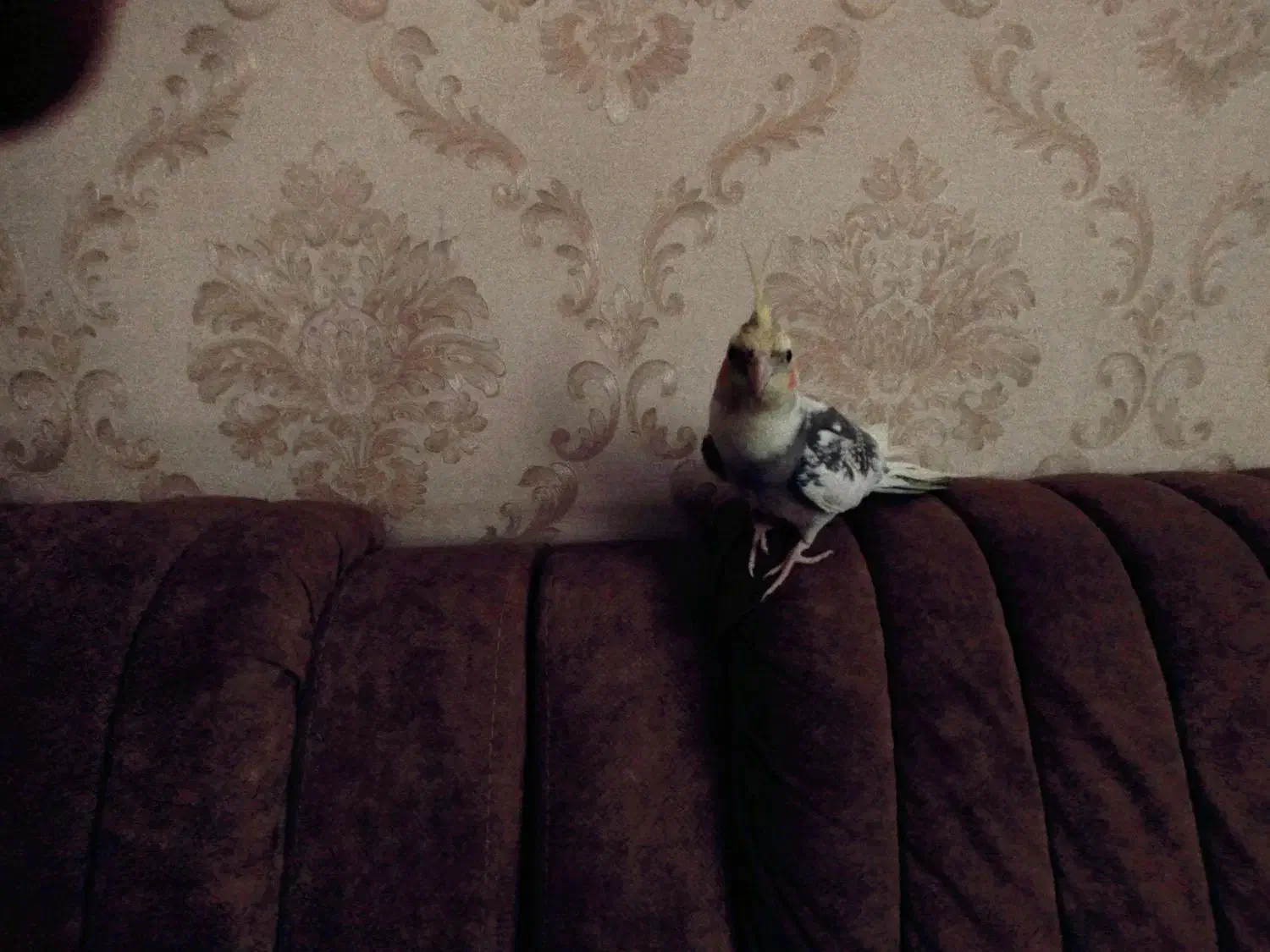 عروس هلندی گمشده|حیوانات|قشم, |دیوار