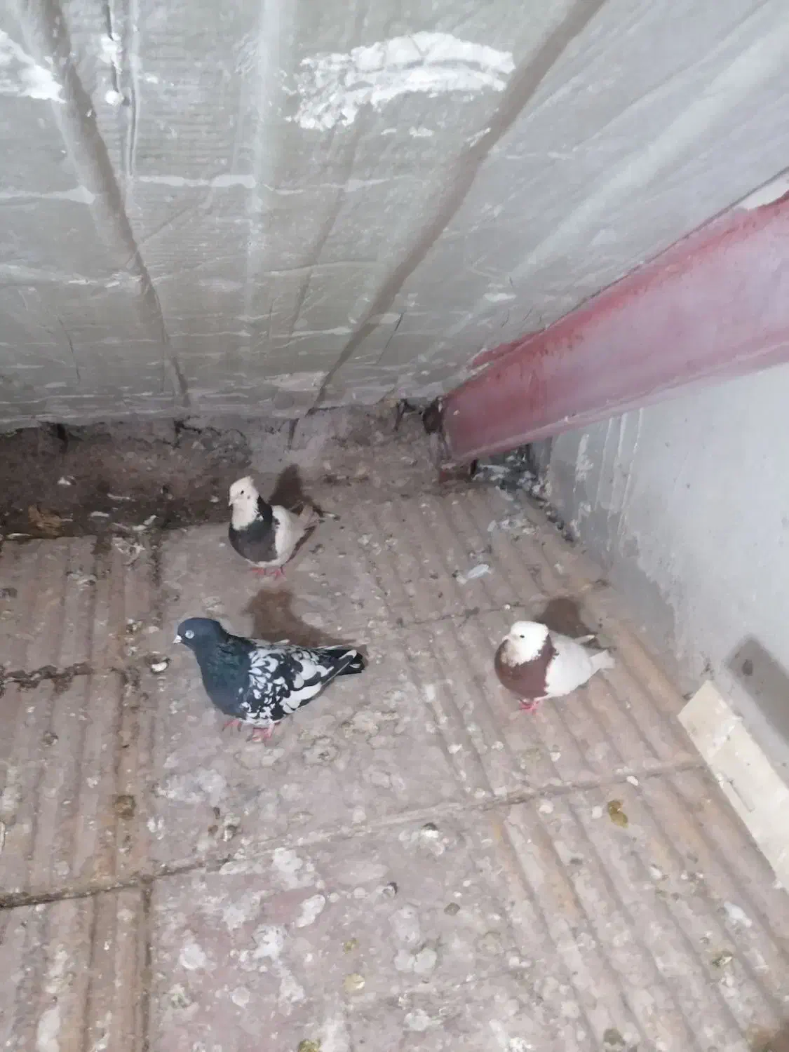 پرنده کفتر طوقی|پرنده|مشهد, شهرک مهرگان|دیوار