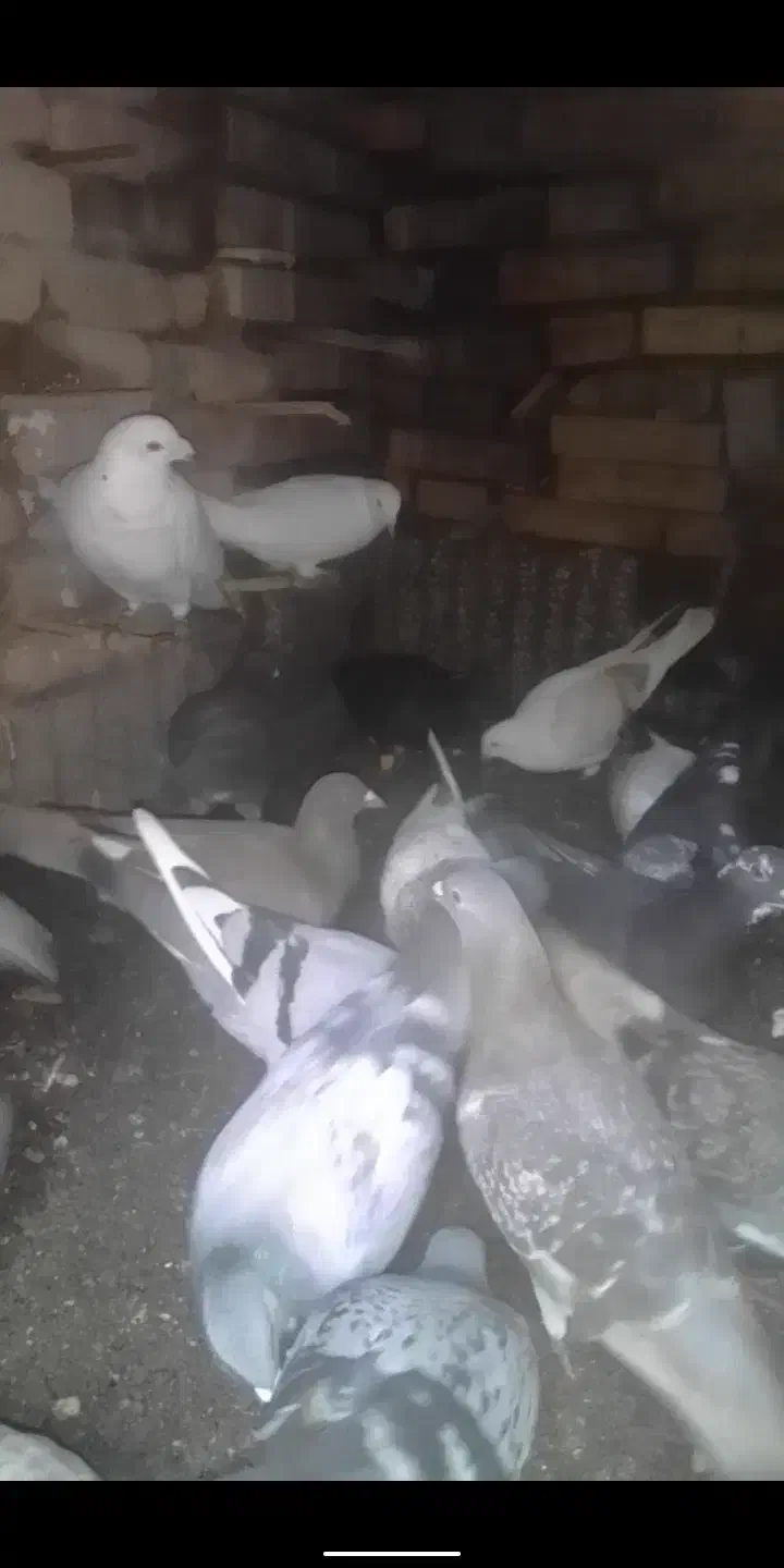 گمشده کبوتر|حیوانات|سبزوار, باهنر|دیوار