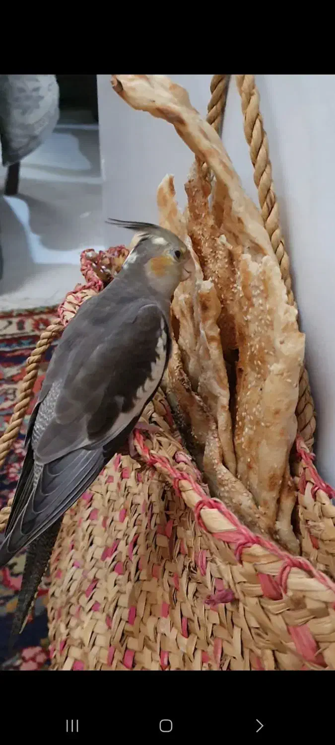 عروس هلندی گم شده|حیوانات|رامسر, |دیوار