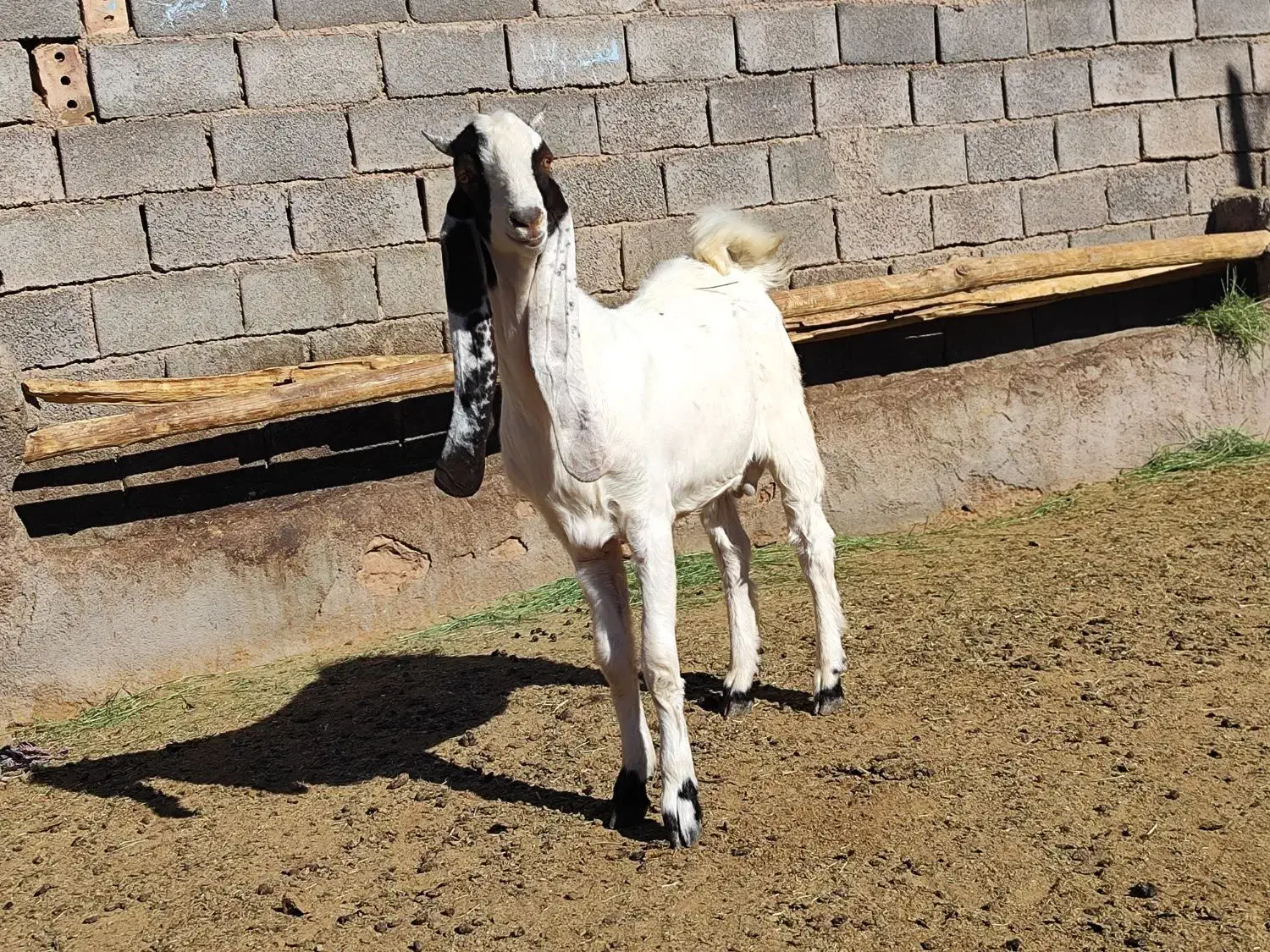 بزغاله نر گلابی اصیل|حیوانات مزرعه|پائین جام, |دیوار