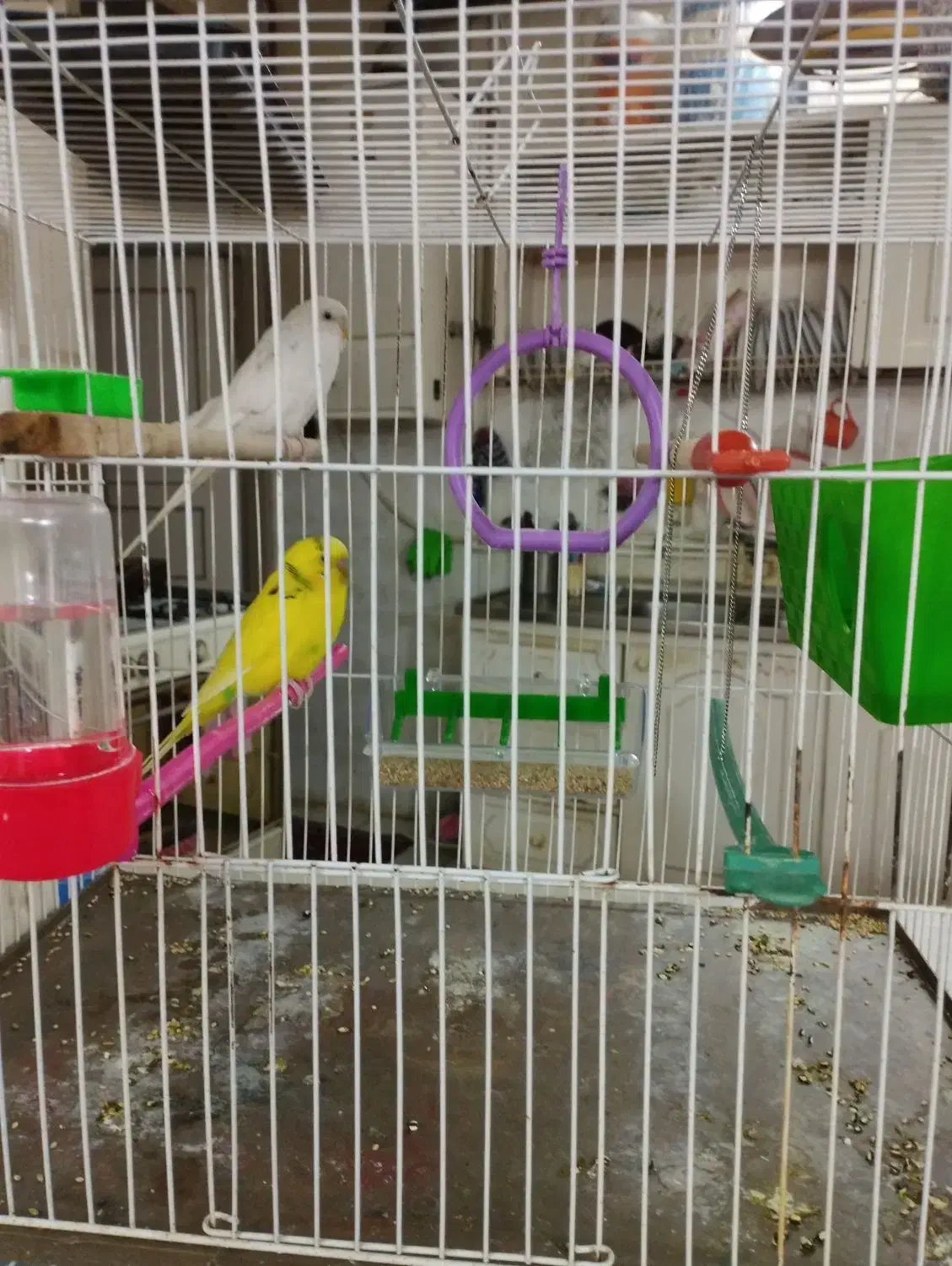 مرغ عشق|پرنده|مشهد, میعاد (شهرک غرب)|دیوار