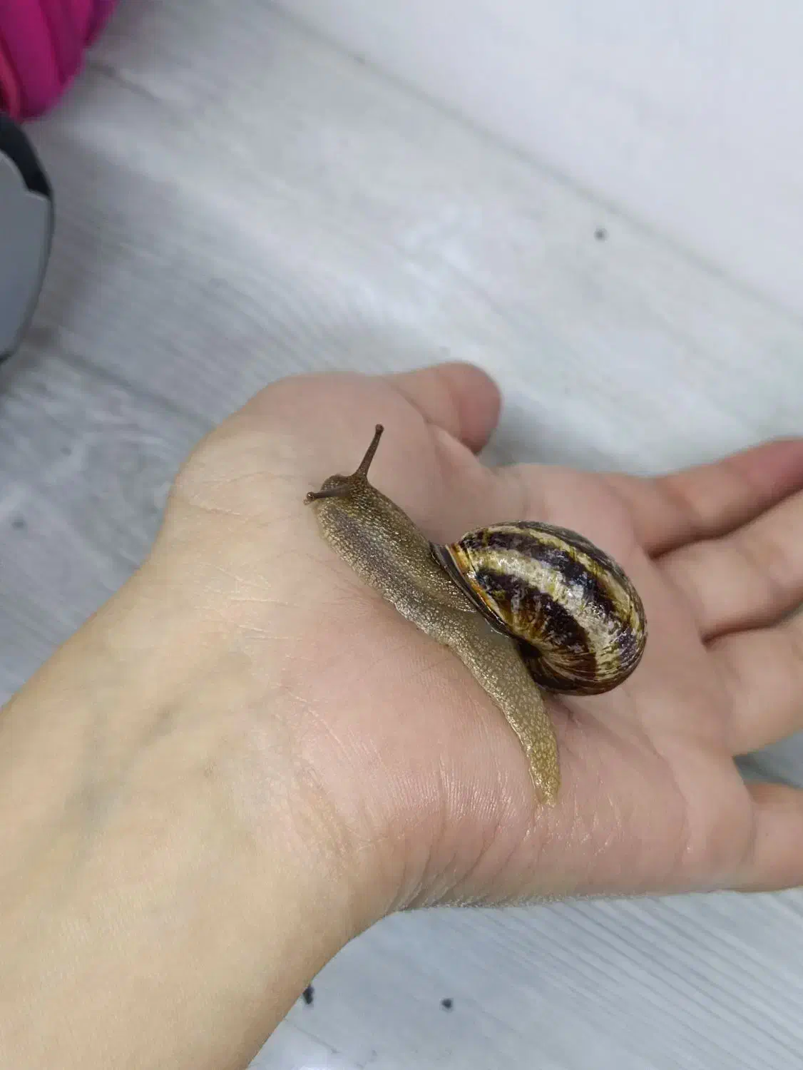 ۱۱ تا حلزون اگزوتیک|خزنده|شیراز, معالیآباد|دیوار