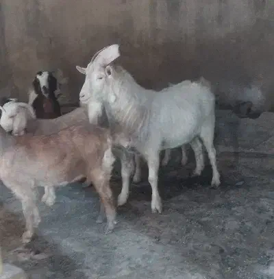 نر بز|حیوانات مزرعه|رادکان, |دیوار