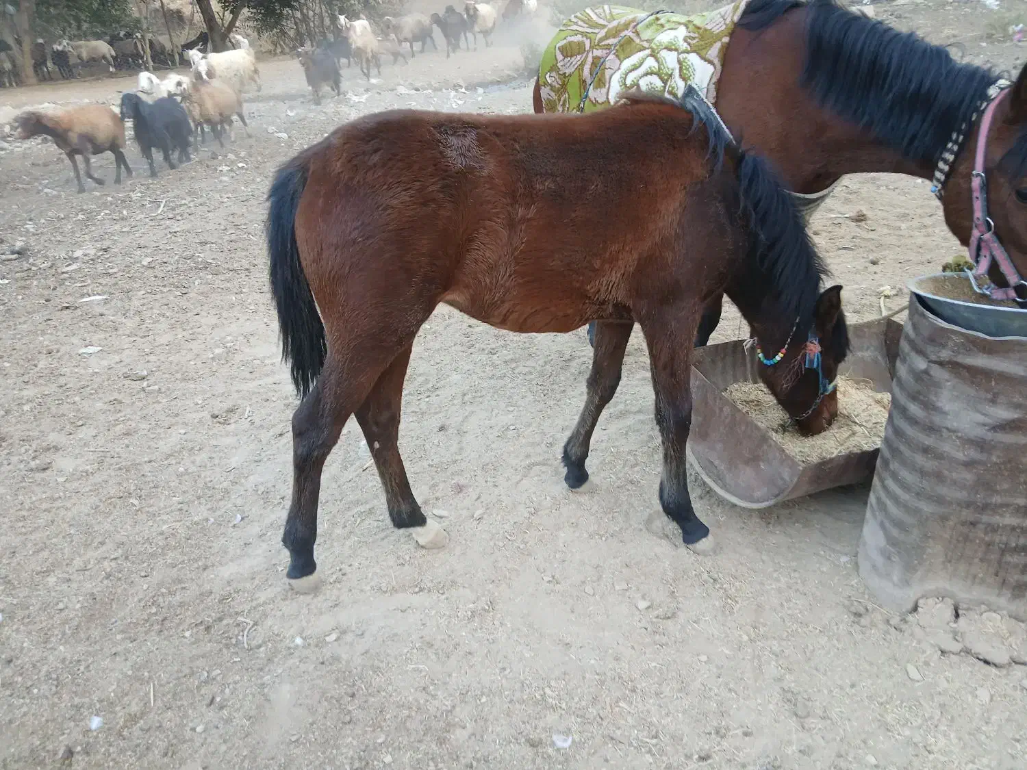 کره مادیون|اسب و تجهیزات اسب‌سواری|الشتر, |دیوار