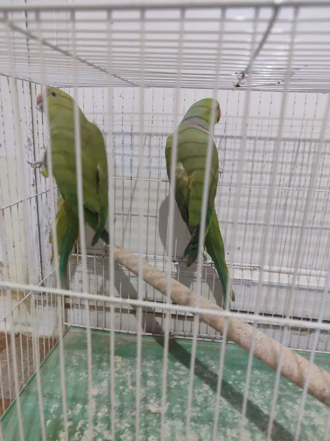 طوطی ملنگو|پرنده|چابهار, |دیوار