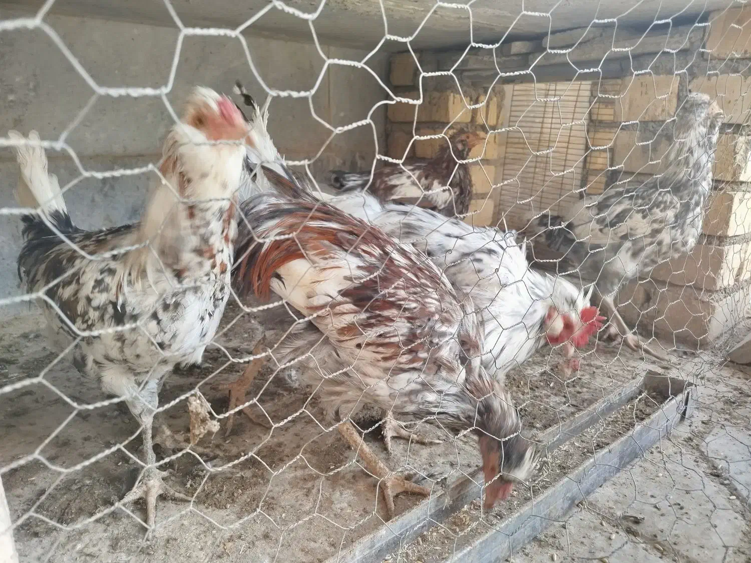 خروس گلین|حیوانات مزرعه|شاهینشهر, شهرک گلدیس|دیوار