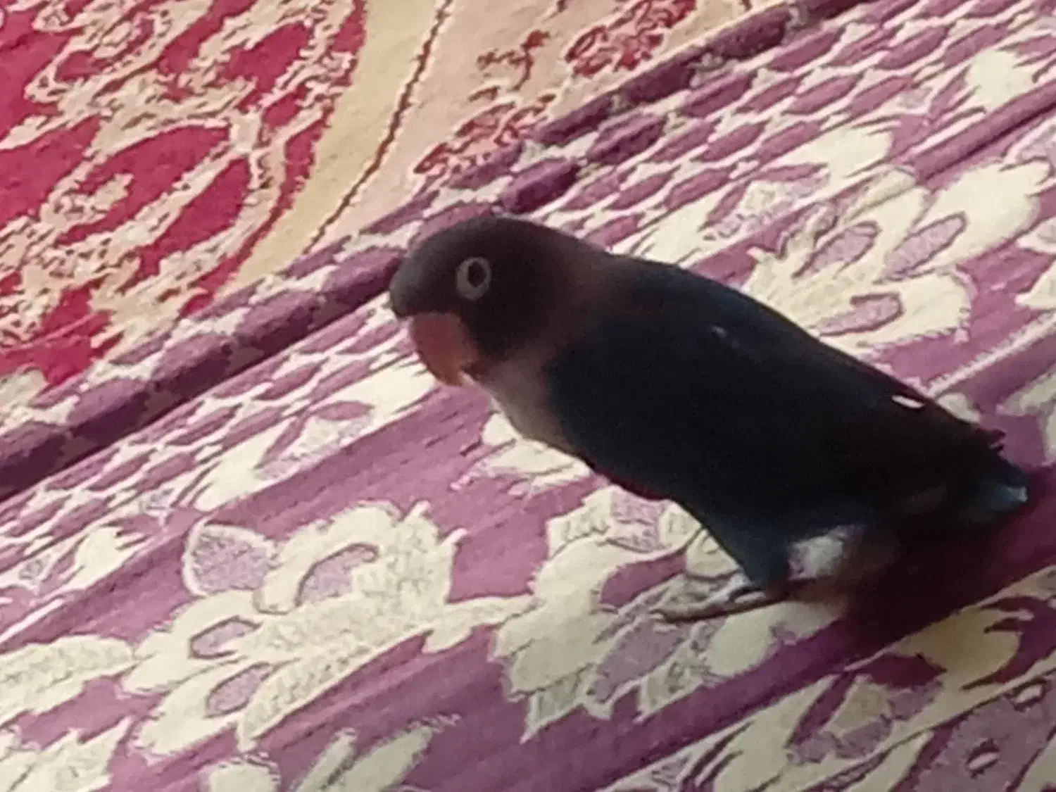 یک طوطی کوتوله|پرنده|ایرانشهر, |دیوار