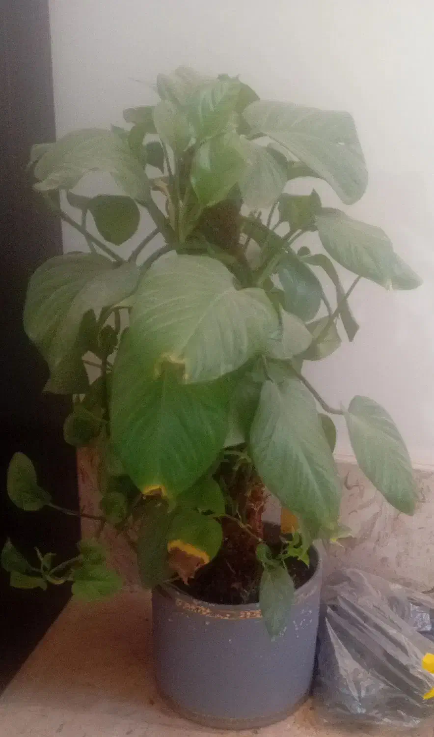 گل پتوس|گل و گیاه طبیعی|یزد, |دیوار