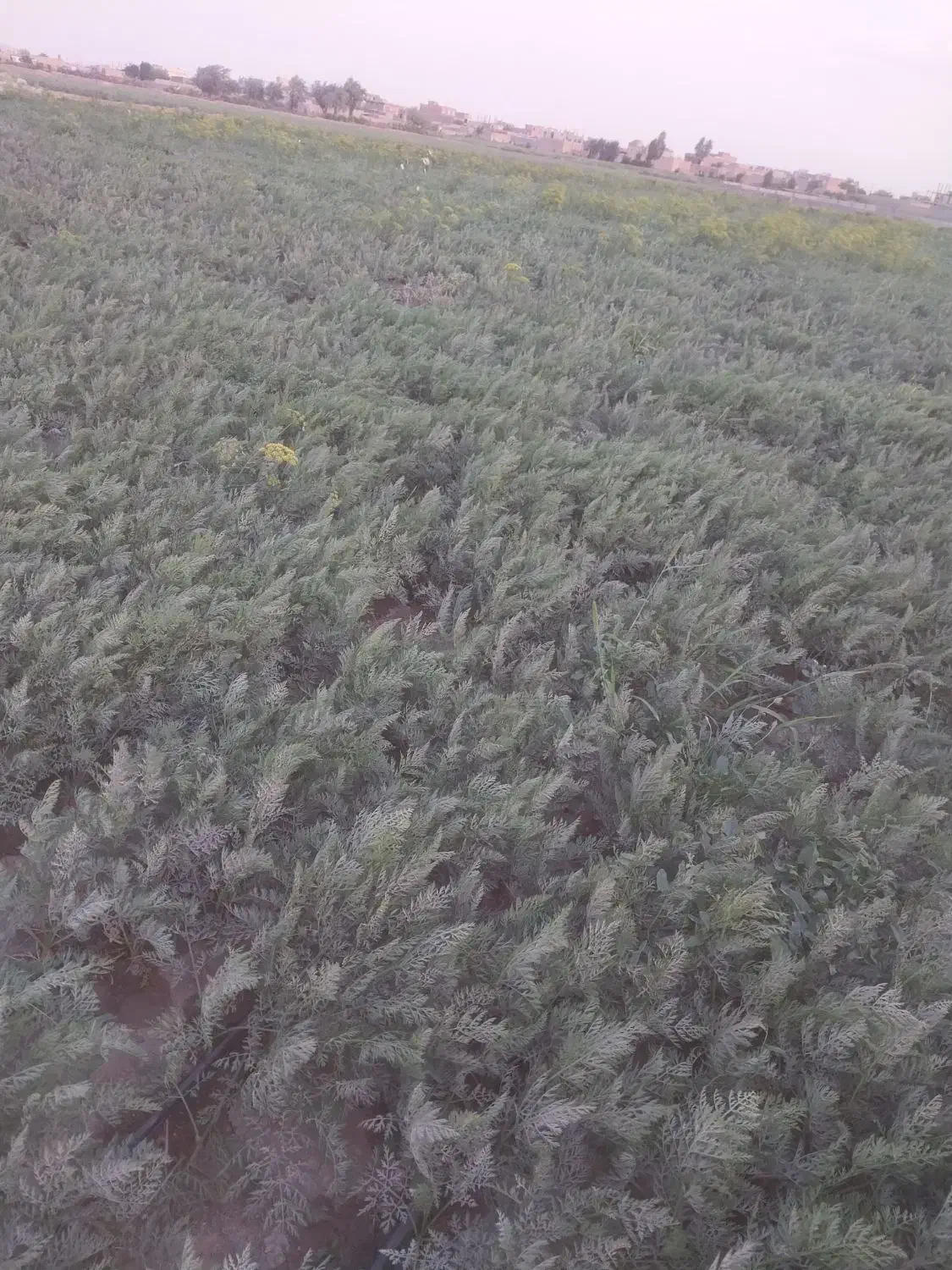 کاشت هویج|خدمات باغبانی و درختکاری|مهاباد (آذربایجان غربی), |دیوار