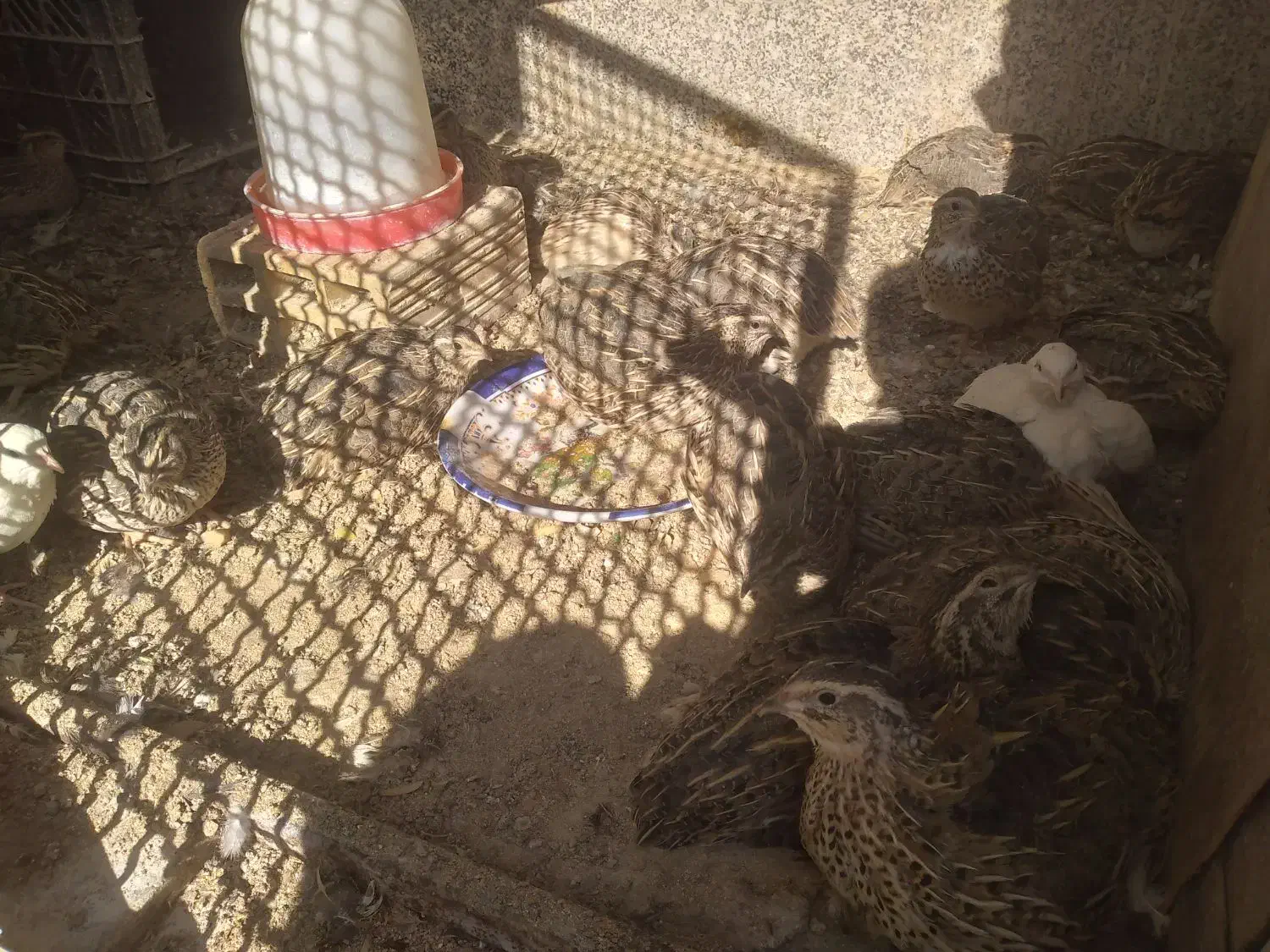 بلدرچین|حیوانات مزرعه|قم, نخودی|دیوار