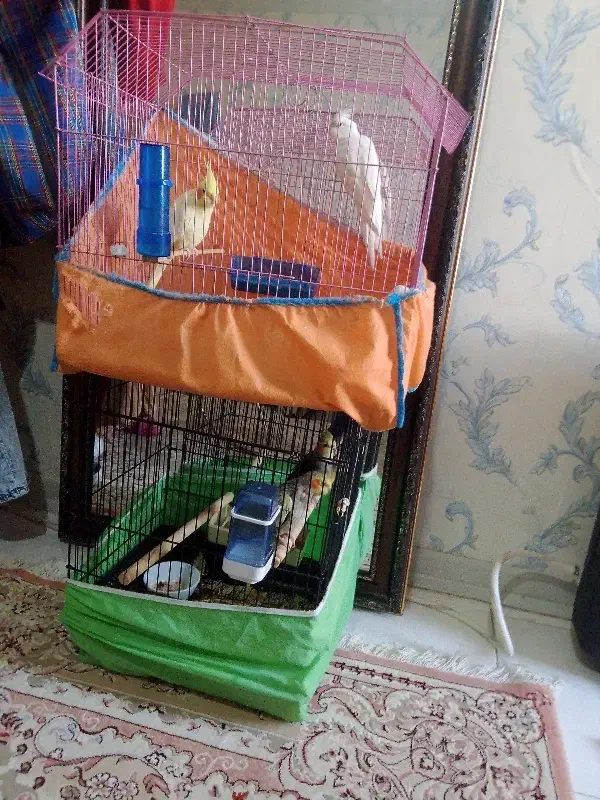 همشون با قفس۴تومن|پرنده|هشتگرد, فاز ۷ مهستان|دیوار