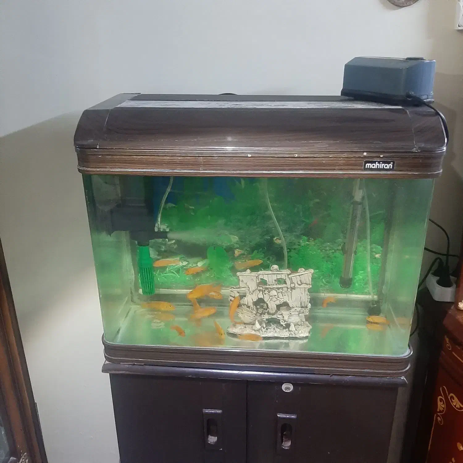 آکواریوم شیشه خم شرکتی پمپ بخاری تصفیه ۲۳عدد ماهی|ماهی|گلستان (تهران), |دیوار