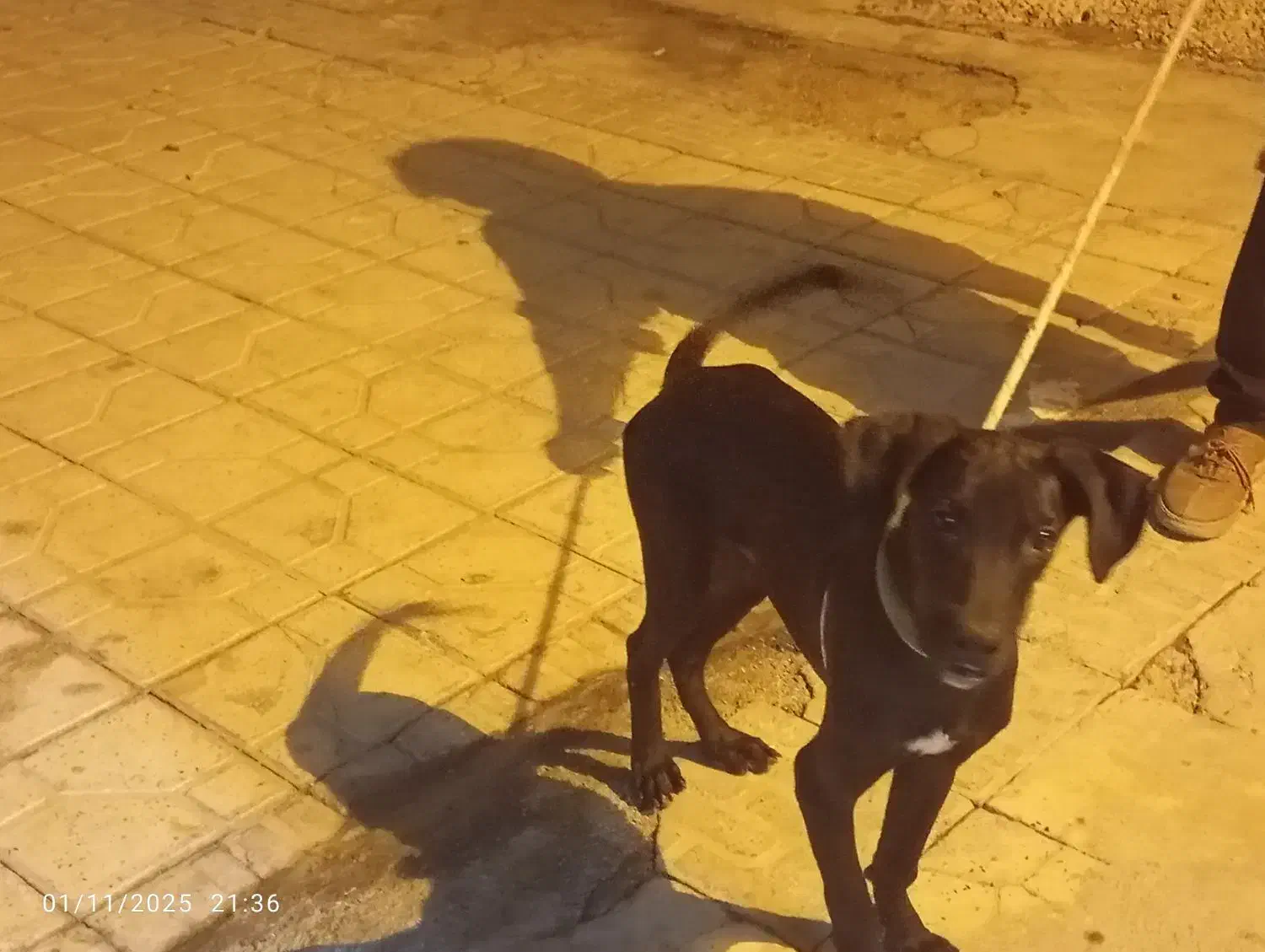 سگ پارسا جوان چهارماه هست|سگ|بندر کنگان, |دیوار