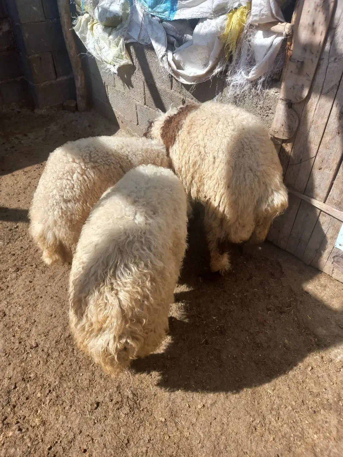 بره|حیوانات مزرعه|گهواره, |دیوار