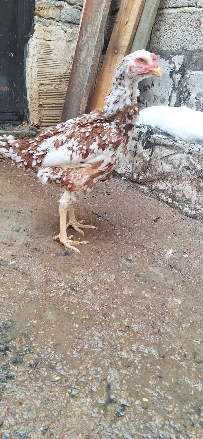 مرغ لاری|حیوانات مزرعه|خسروشاه, |دیوار