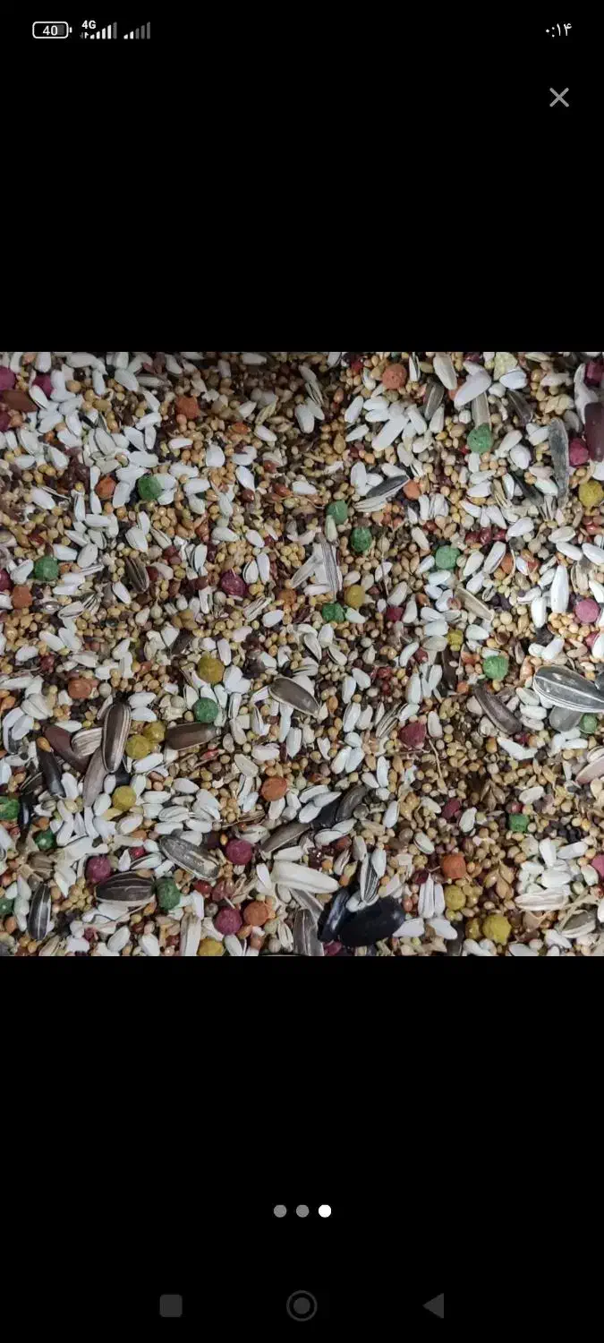 دان مخلوط پرنده|لوازم جانبی حیوانات|قم, بکایی|دیوار