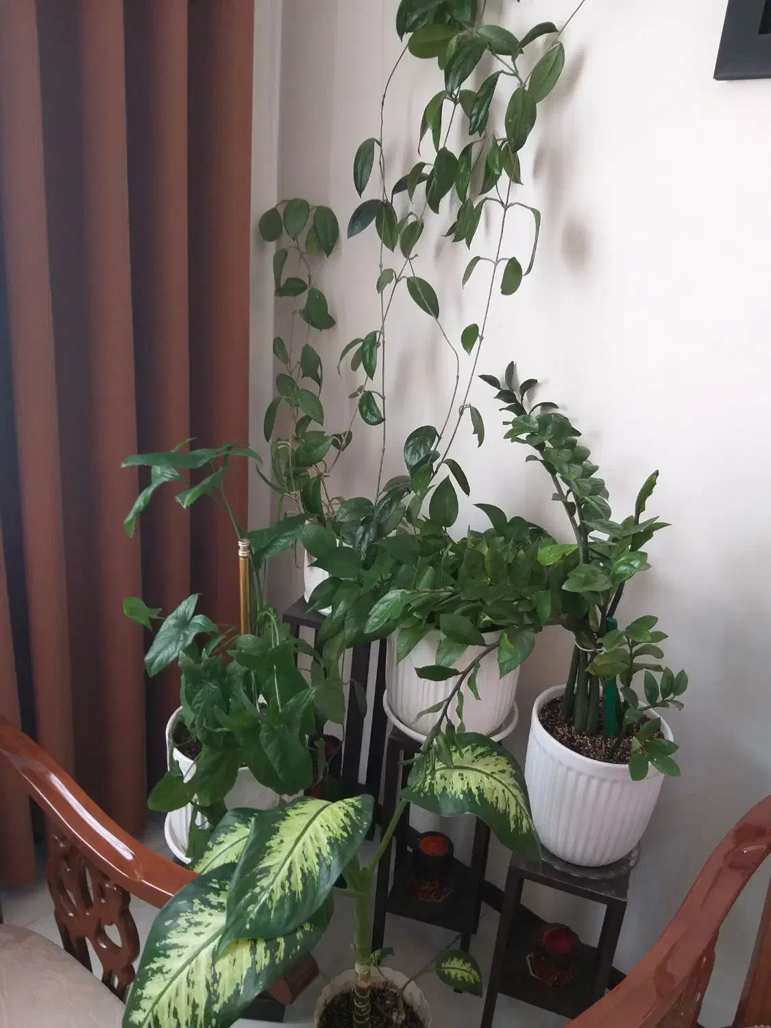 تعدادی گل طبیعی با گلدان|گل و گیاه طبیعی|پردیس, فاز ۱۱|دیوار