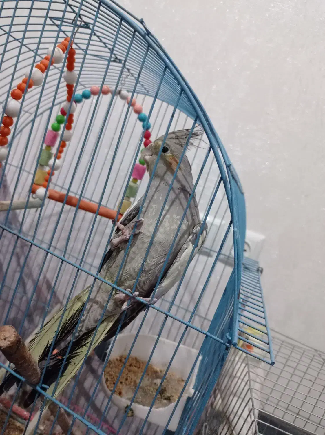 عروس هلندی|پرنده|نورآباد, |دیوار