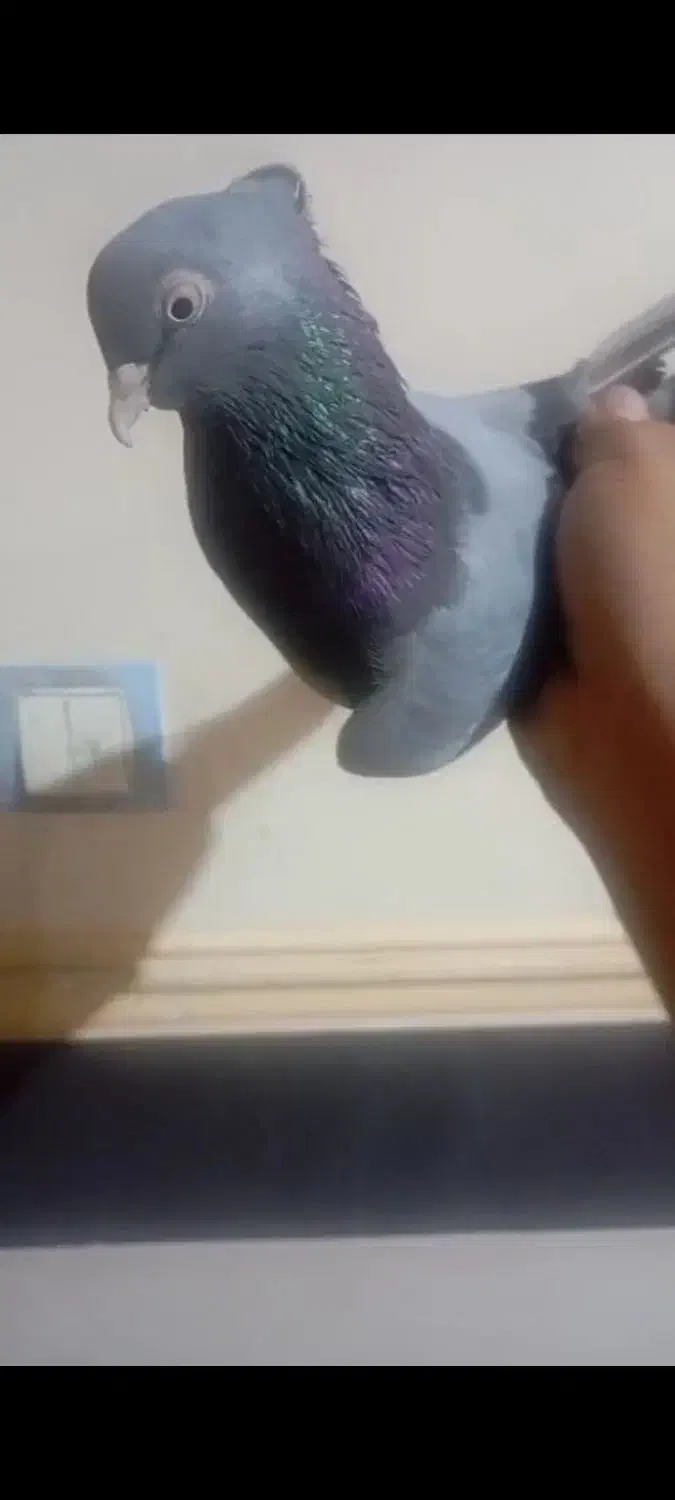 سبز آبادانی ماده|پرنده|آبادان, |دیوار